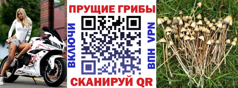 Галлюциногенные грибы Psilocybe Шелехов